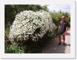 Flower bush * 2560 x 1920 * (1.11MB)
